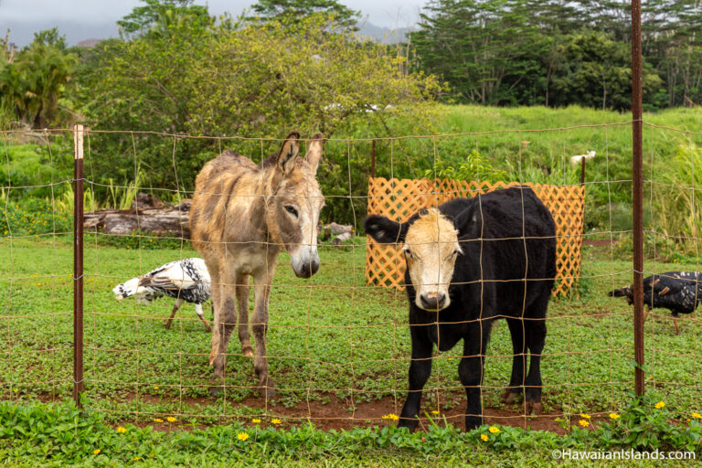 Farm Animal Rescue / Regenerative Agricultural Kokua