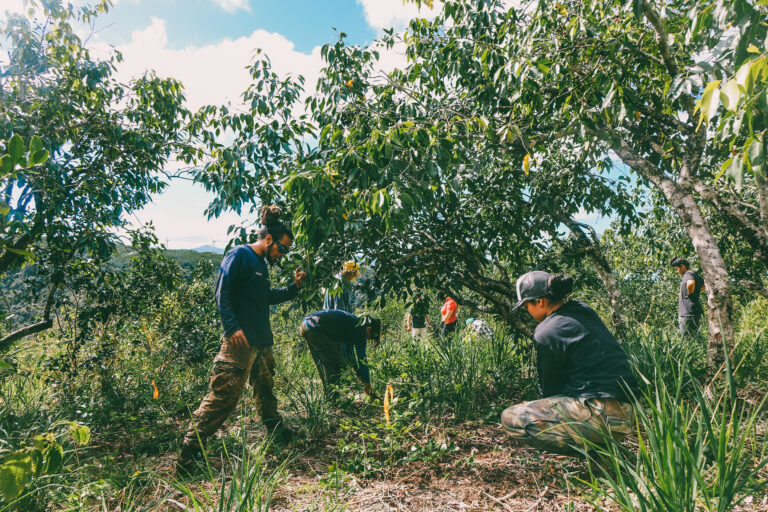 Special Earth Day Hānai ‘āina Conservation Workday: Forest Restoration