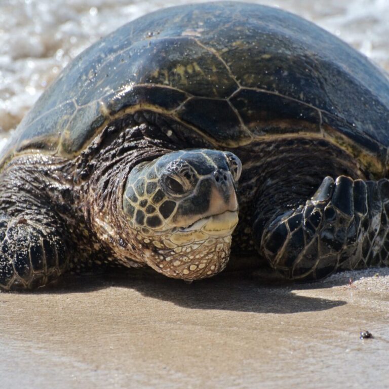 Help the Honu (Turtles)