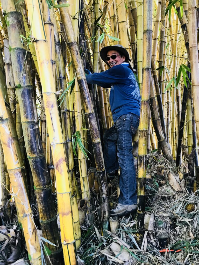 Thin the bamboo patch on Earth Day