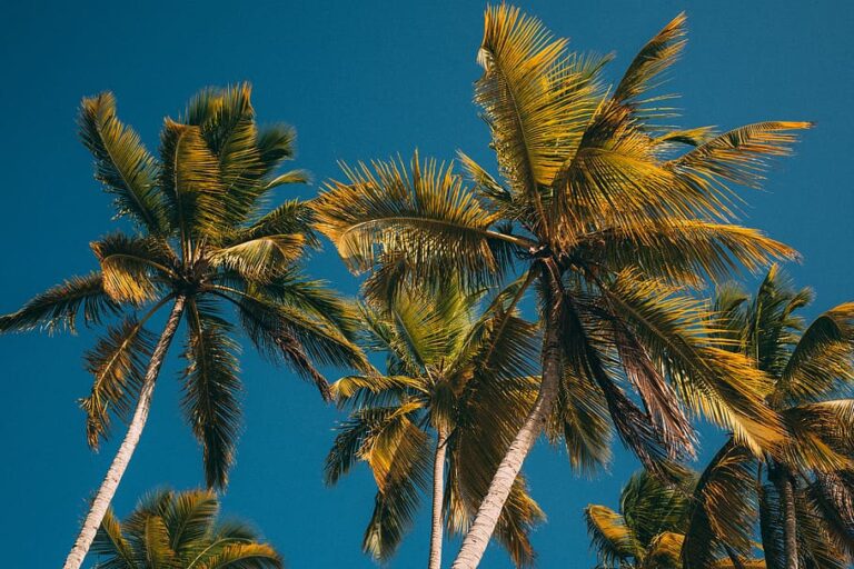 Planting Coconut Trees