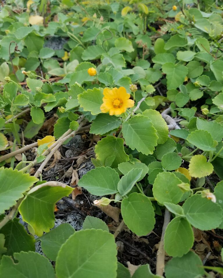 Diamond Head State Monument: Park Gardens Work Day