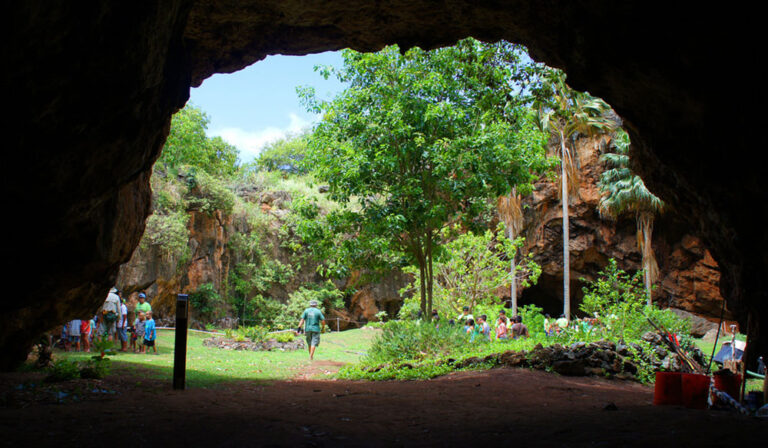 Reforest Hawai’i