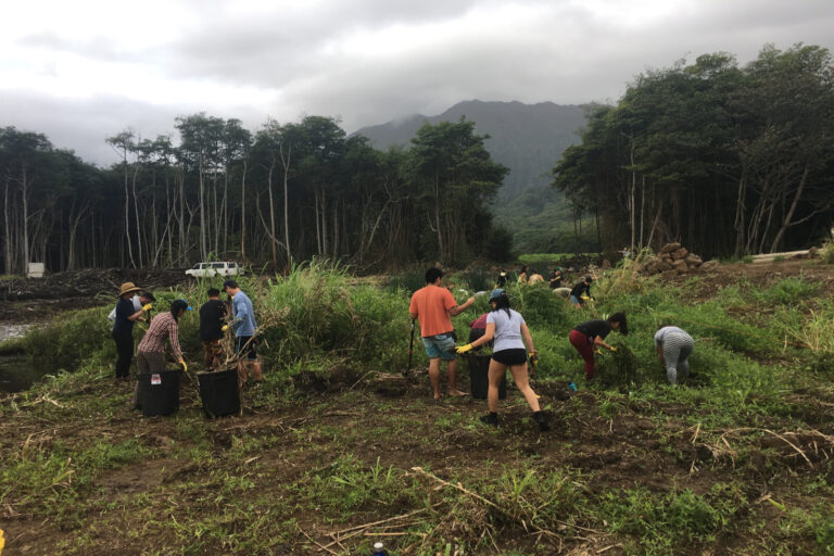 Wetland Restoration Workday at Kāko’o ʻŌiwi