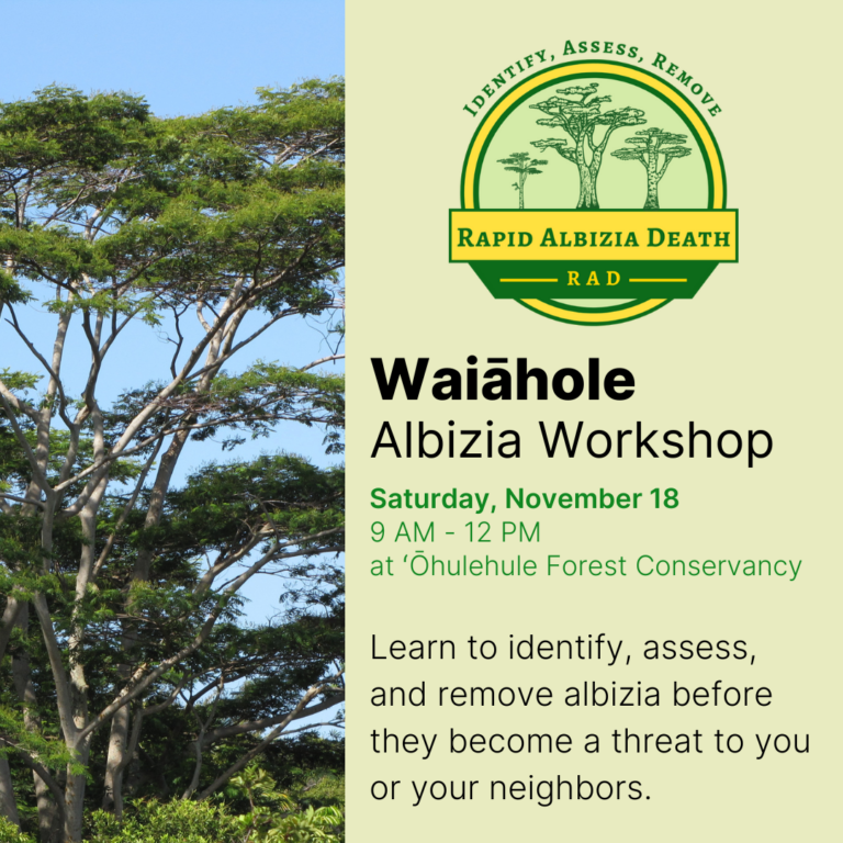 Waiāhole Albizia Workshop November 2023