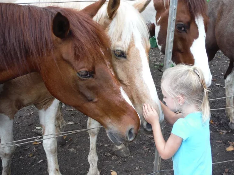 Hearts For Animals Wellness