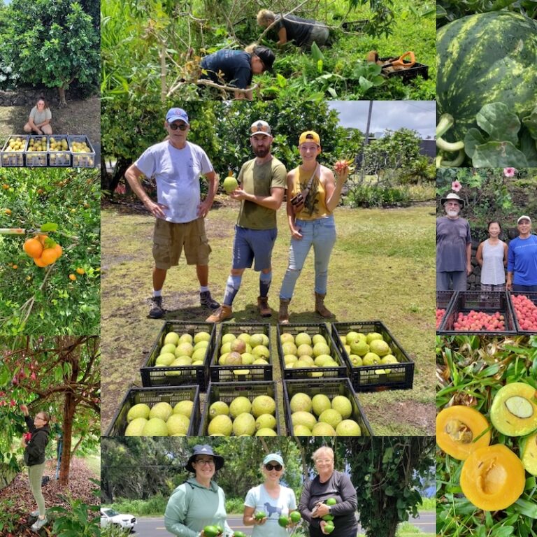 Kokua Harvest