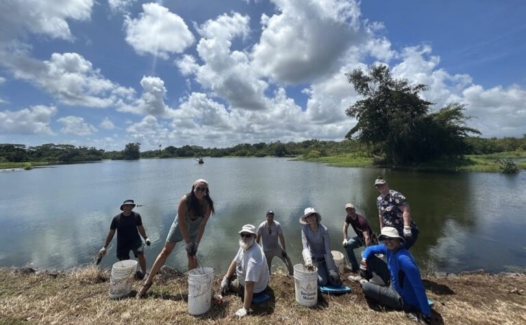 Wetland Restoration Volunteers Needed in Hilo (January 2024)