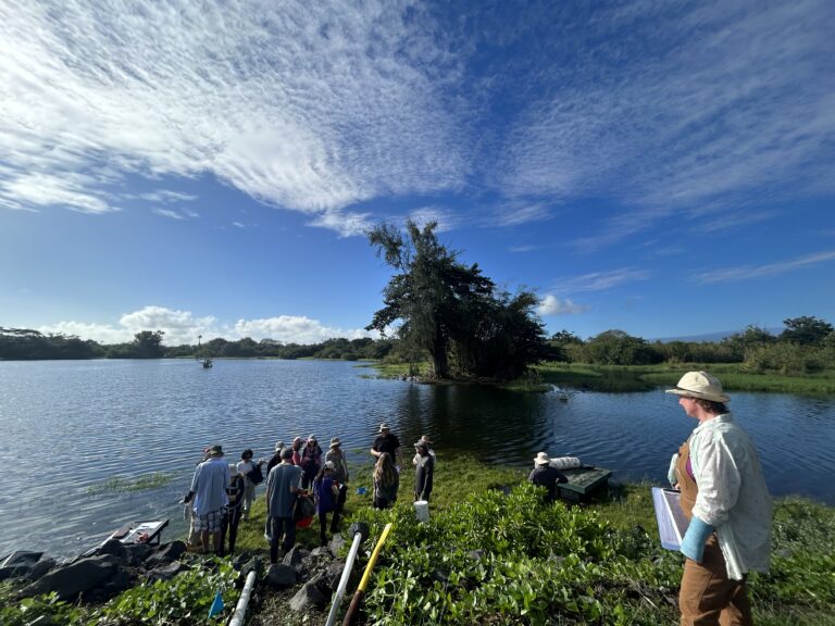 Wetland Restoration in Hilo