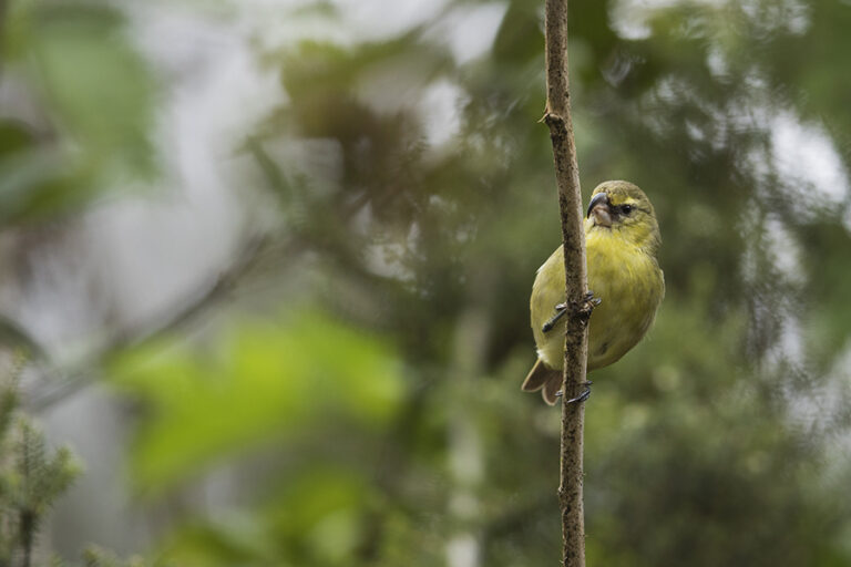 Maui Forest Bird Recovery Project