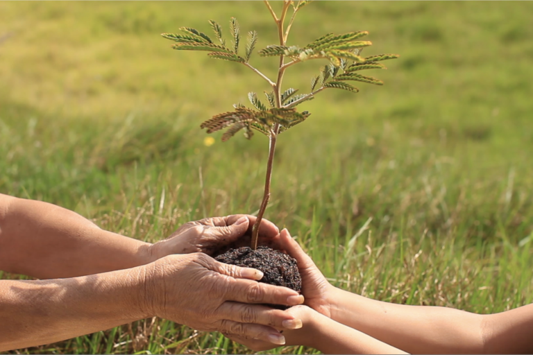 Hawaiian Legacy Reforestation Initiative