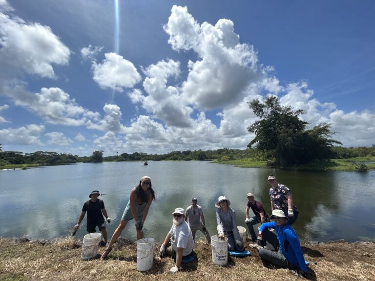 Wetland Restoration Volunteers Needed in Hilo (February 2024)