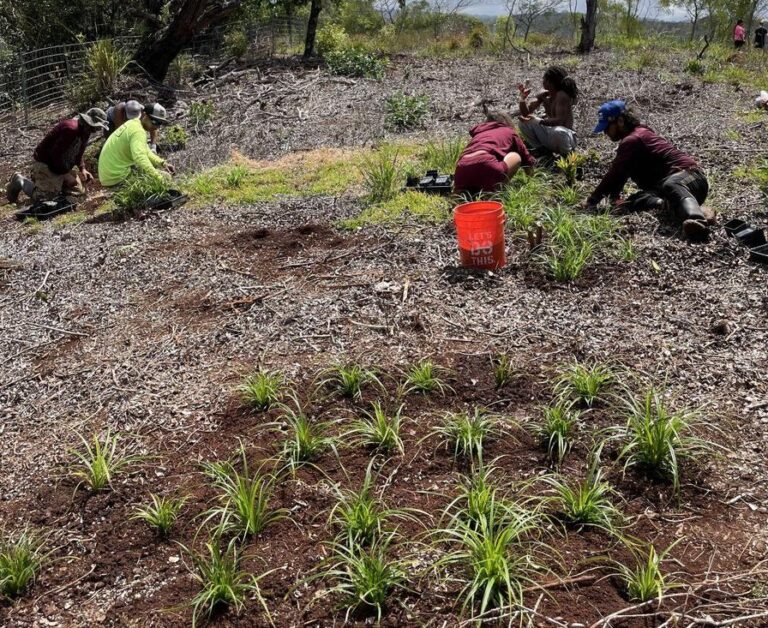 Hānai ‘āina Conservation Workday — Forest Restoration Project