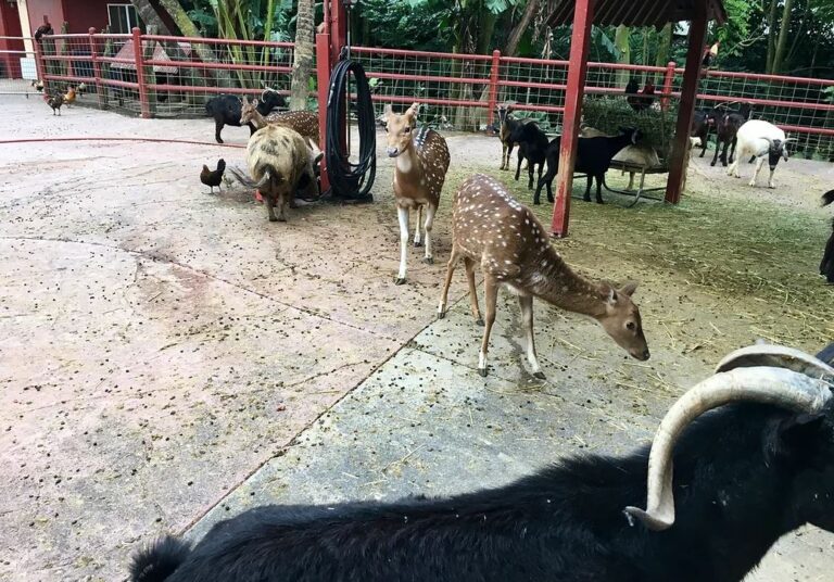 Caretakers For Our Bigger Boo Boo Babies