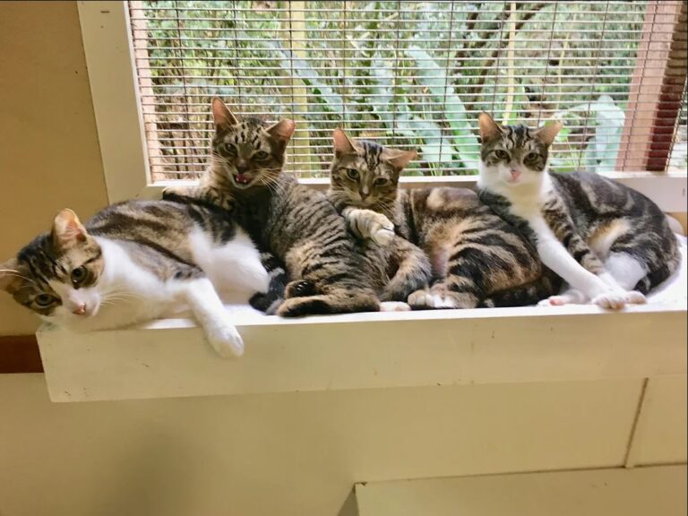 Cattery Caretakers and Cuddlers Volunteer Program