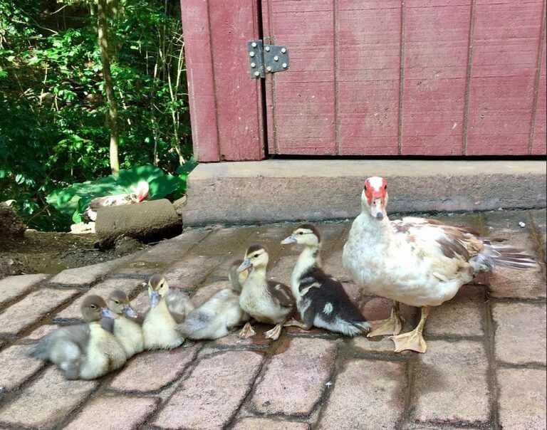 Caretakers For Our Birds