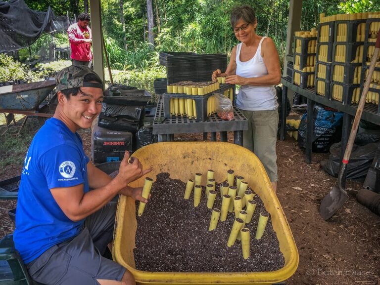 Volunteer at our Native Hawaiian Plant Nursery