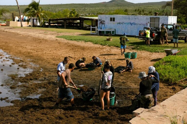 Molokaʻi Gorilla Ogo Cleanups