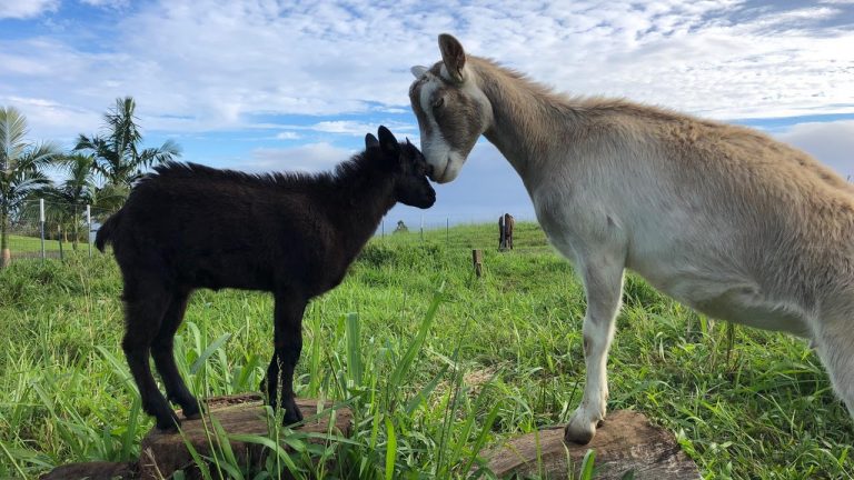 Magical Creatures of Hamakua – Animal Rescue and Sanctuary