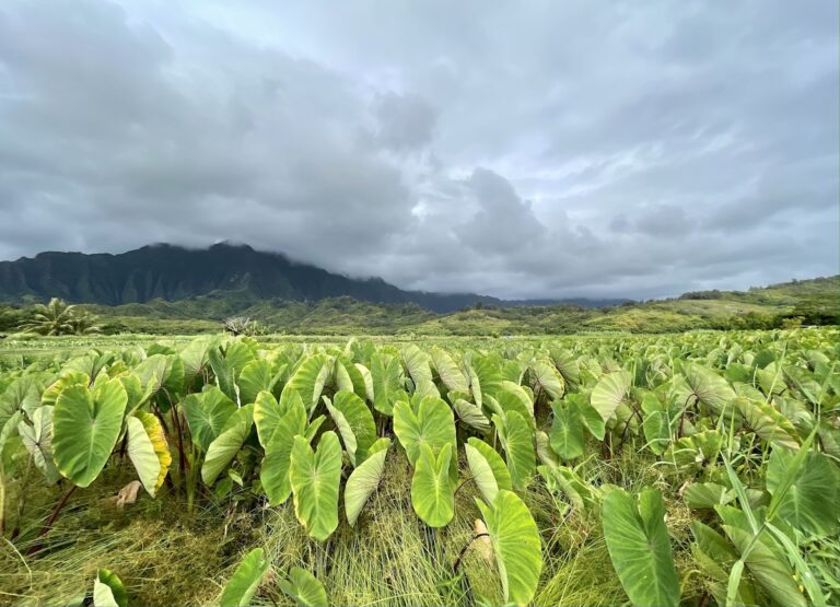 Kāko’o ʻŌiwi