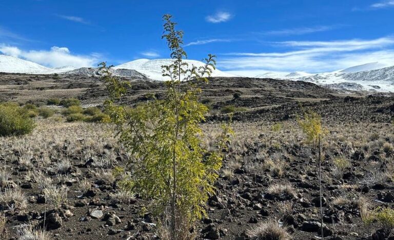 Mauna Kea Forest Restoration Project