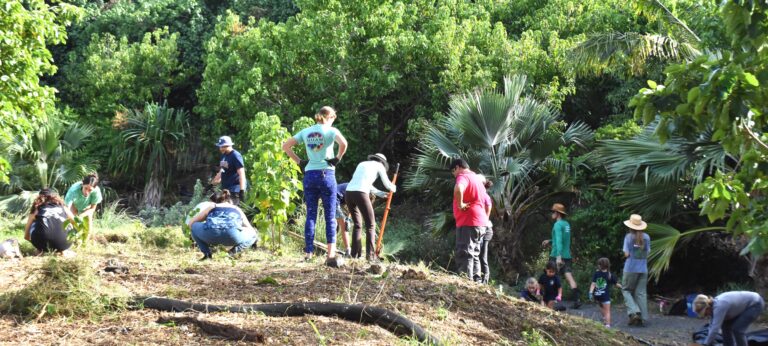 Habitat Restoration and Stewardship of wetland and endemic forest species